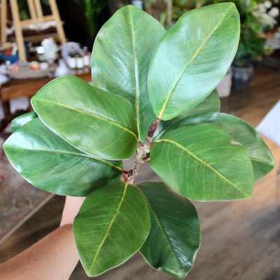Magnolia Spray