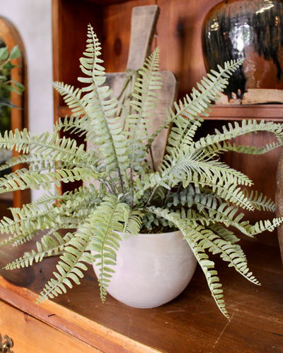 Potted Sword Fern