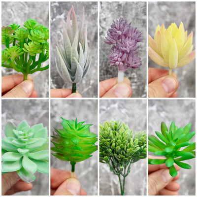 Assorted Mini Succulents