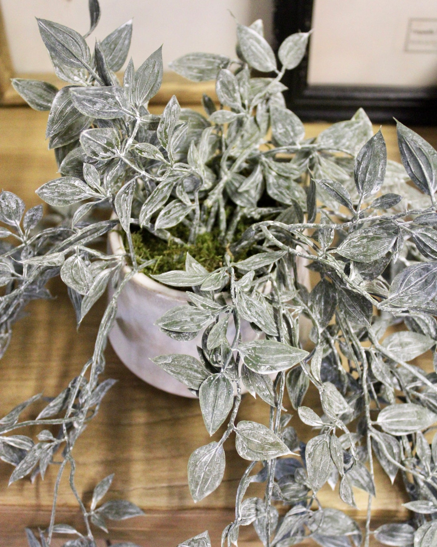 Potted Frosted Smilax