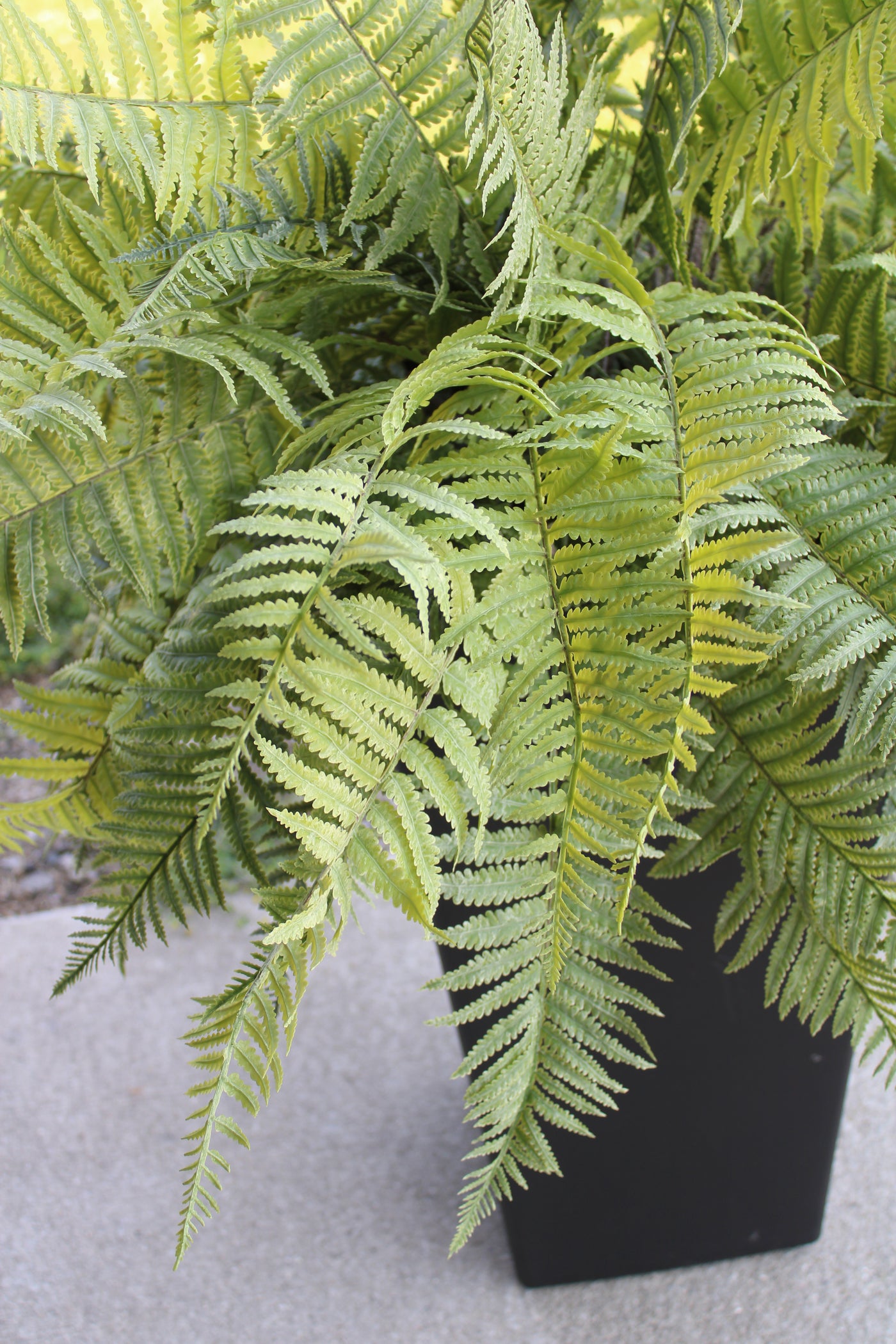 Frosted Lady Fern Bush