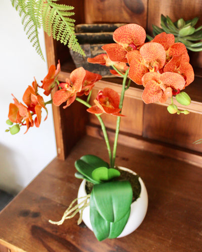 Potted Orange Phalaenopsis Orchids