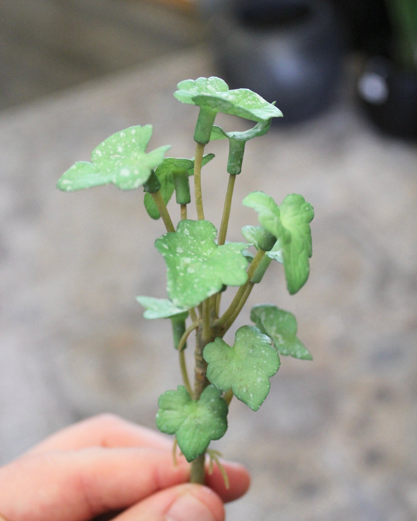 Mini Ivy Sprig