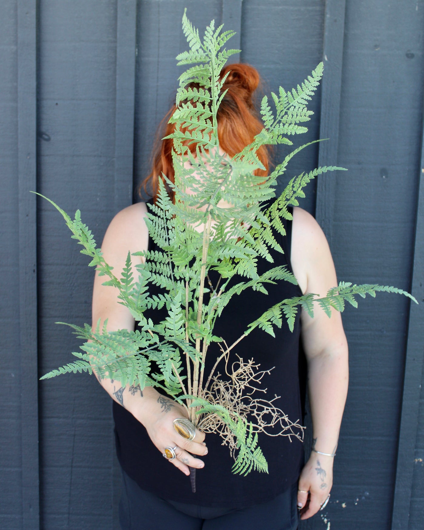 Australian Tree Fern Bush