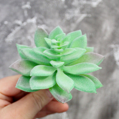 Assorted Mini Succulents