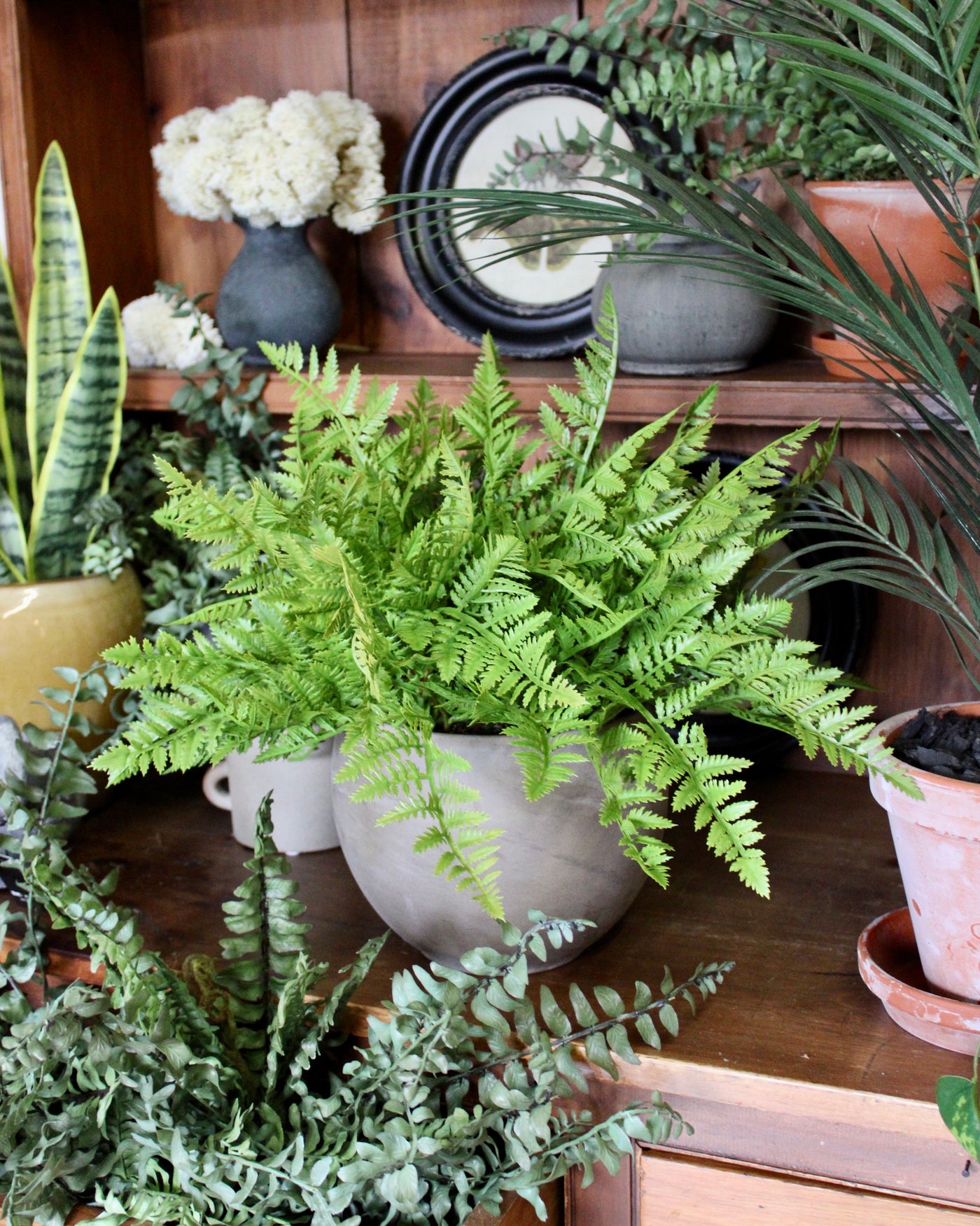 Potted Leather Fern