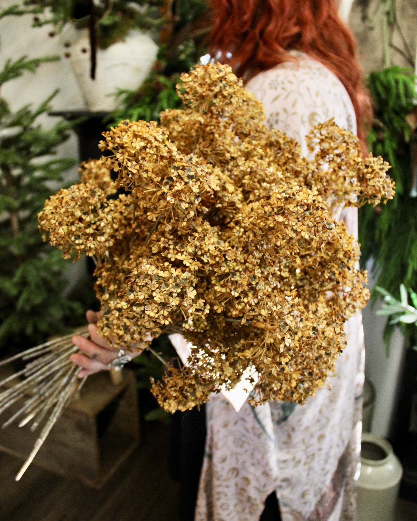 Golden Hydrangea Stem