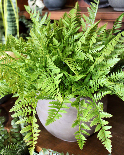 Potted Leather Fern