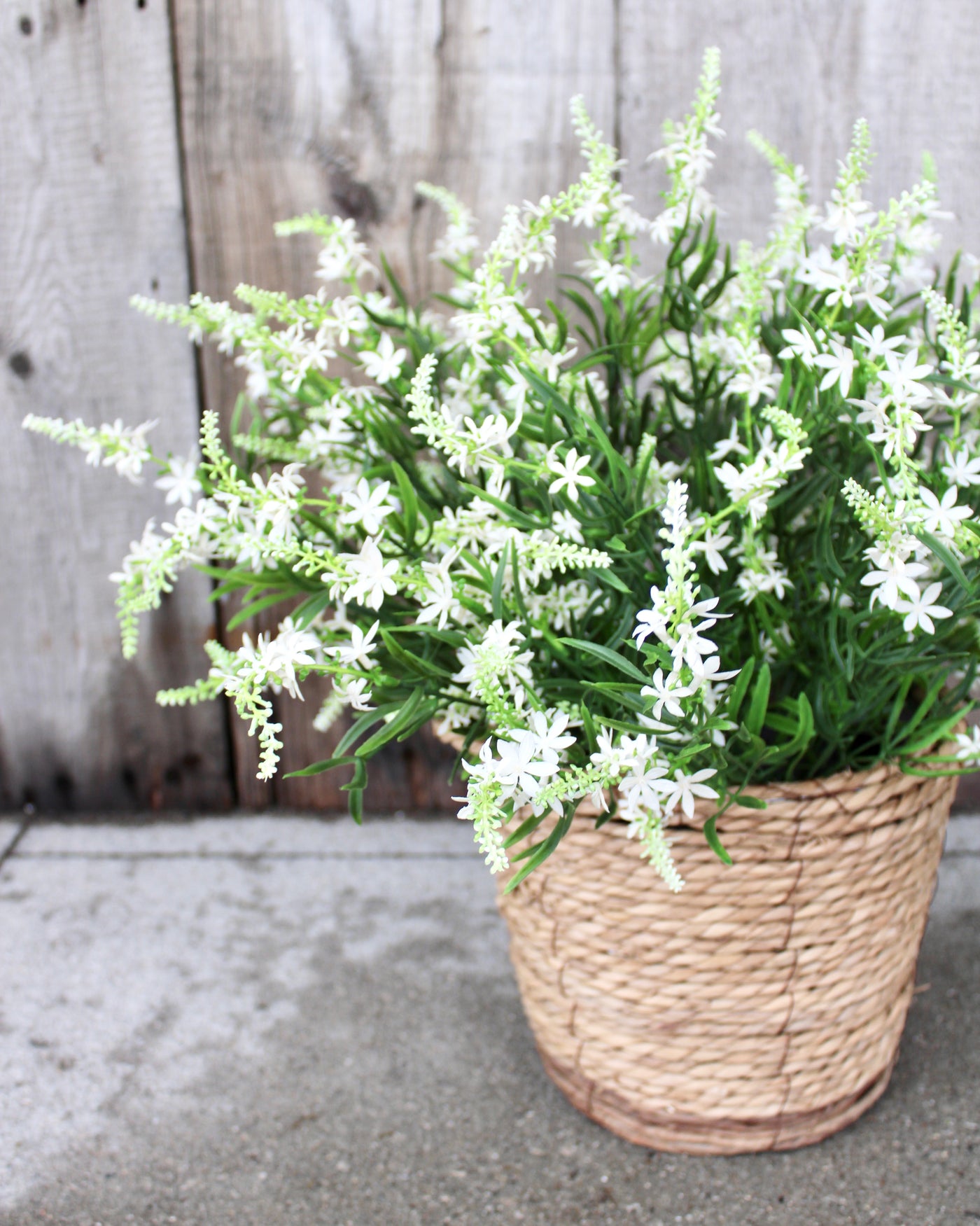 Sweet Veronica Bush White