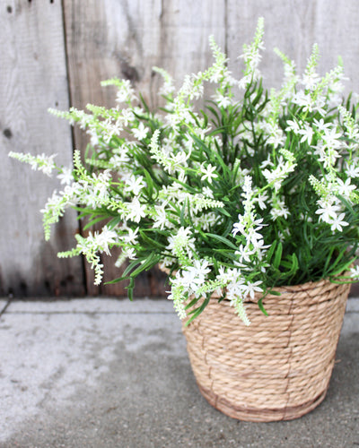 Sweet Veronica Bush White