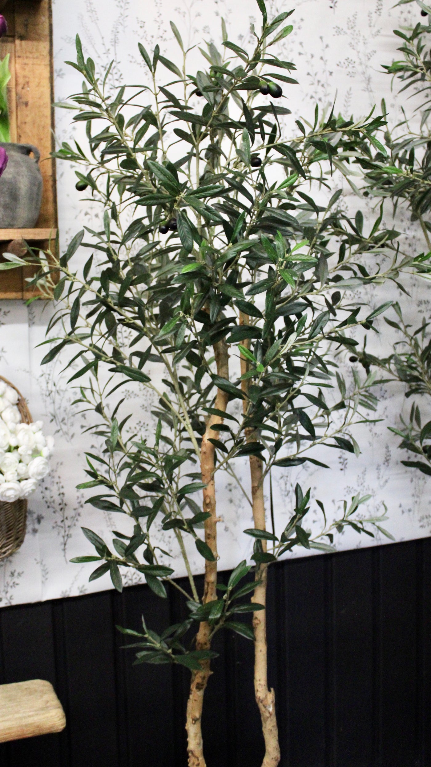 66” Double Natural Trunk Olive Tree