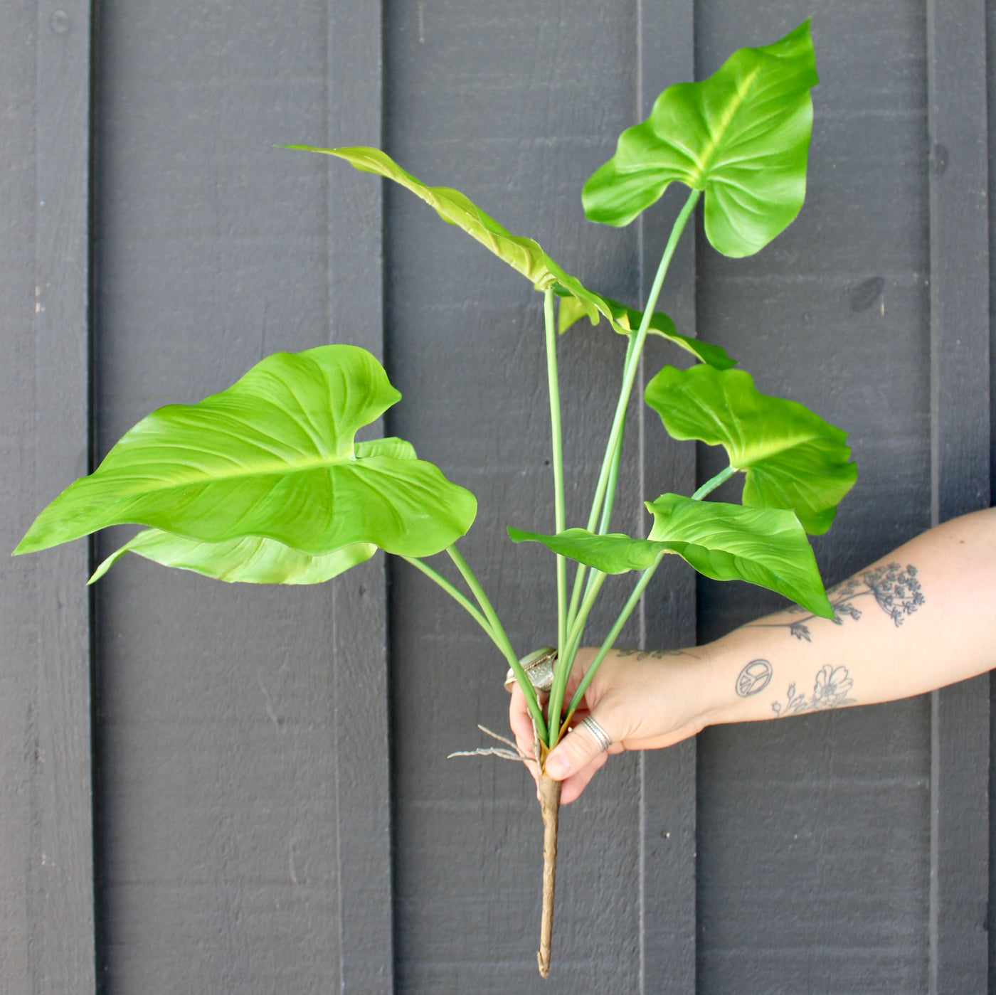 Taro Plant