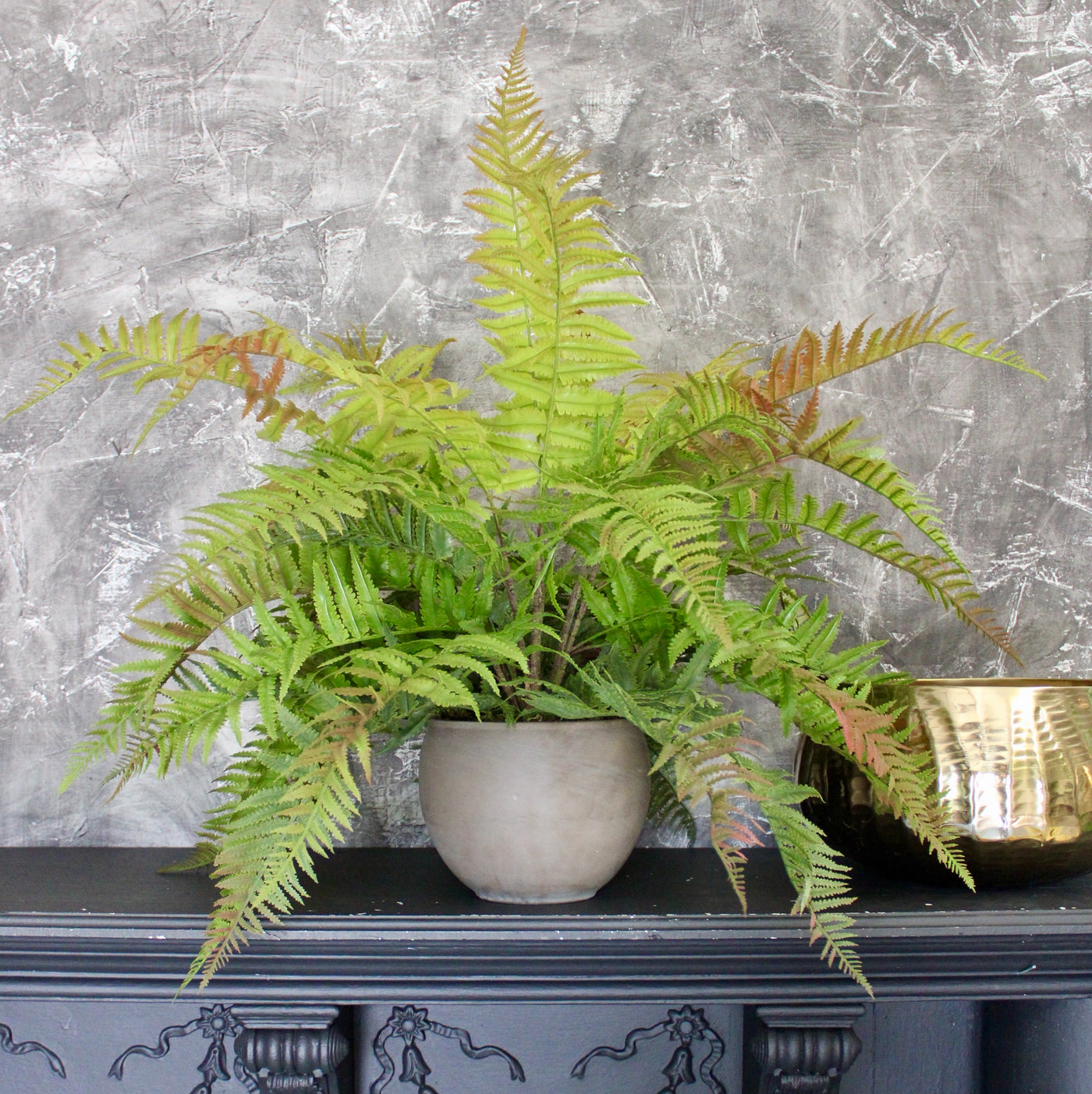 Green & Red Lady Fern Bush