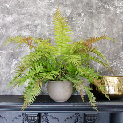 Green & Red Lady Fern Bush