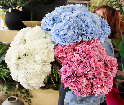 White Hydrangea Stem