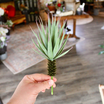 Desert Yucca