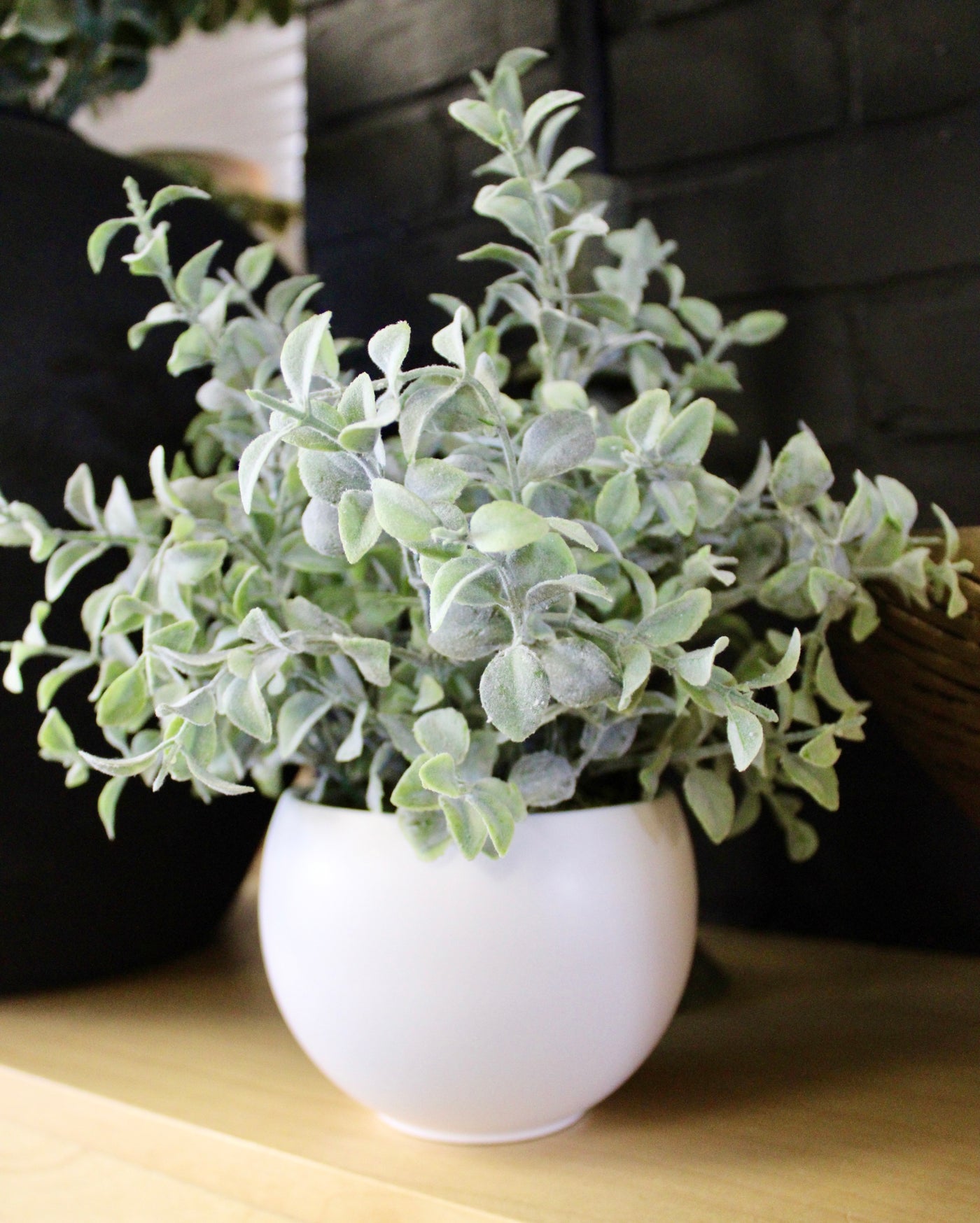 Potted Tea Leaf Plant
