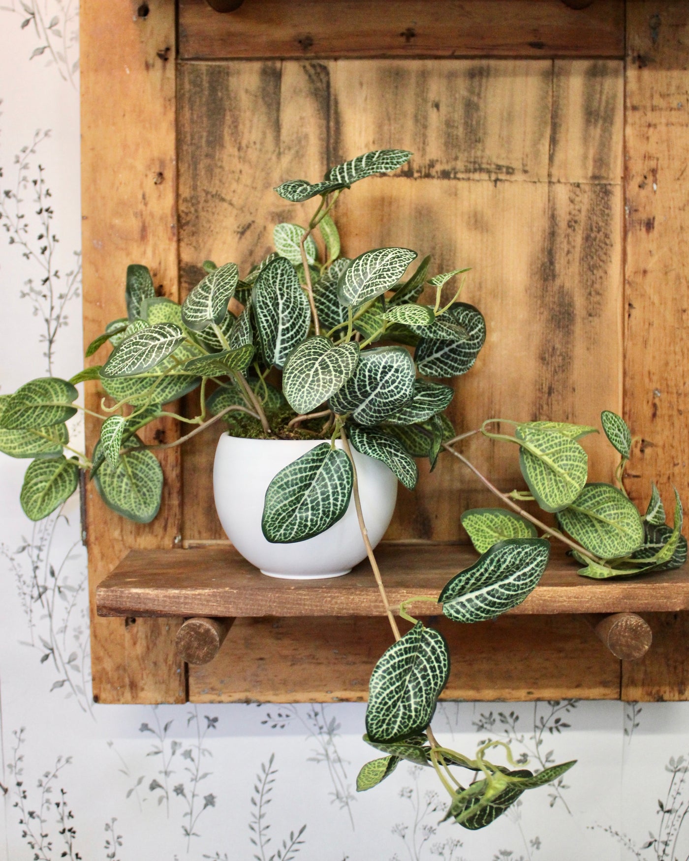 Potted Fittonia Bush