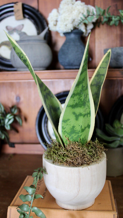Potted Sansevieria