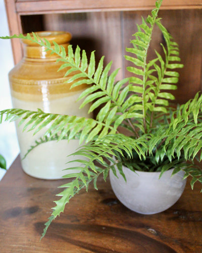Potted Boston Fern
