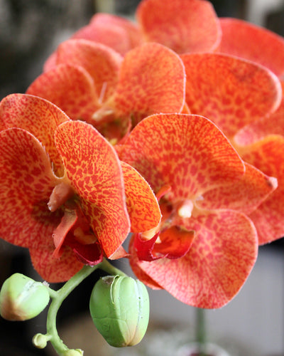 Orange Phalaenopsis Orchid