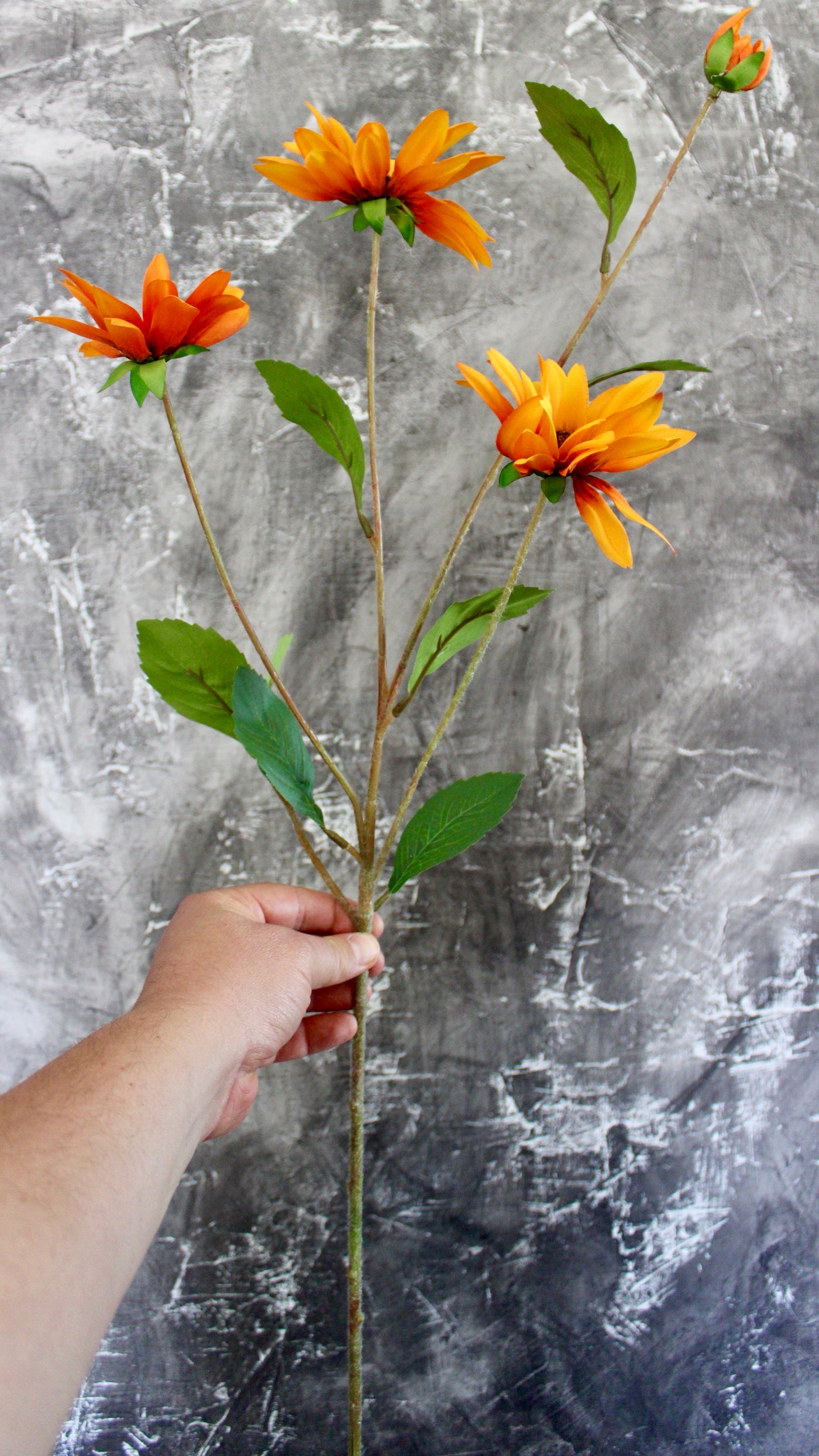 Rudbeckia Stem