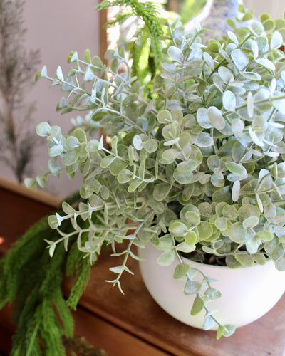 Mini Potted Grey Green Eucalyptus Bush