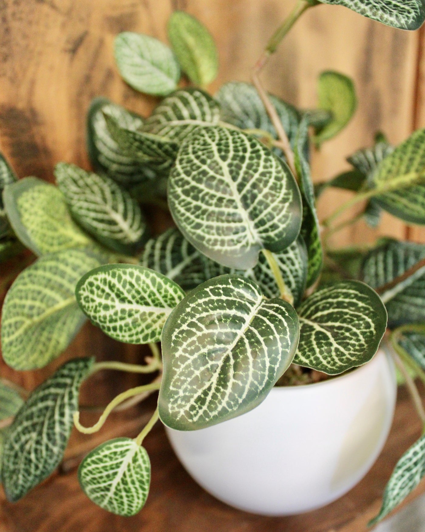 Potted Fittonia Bush