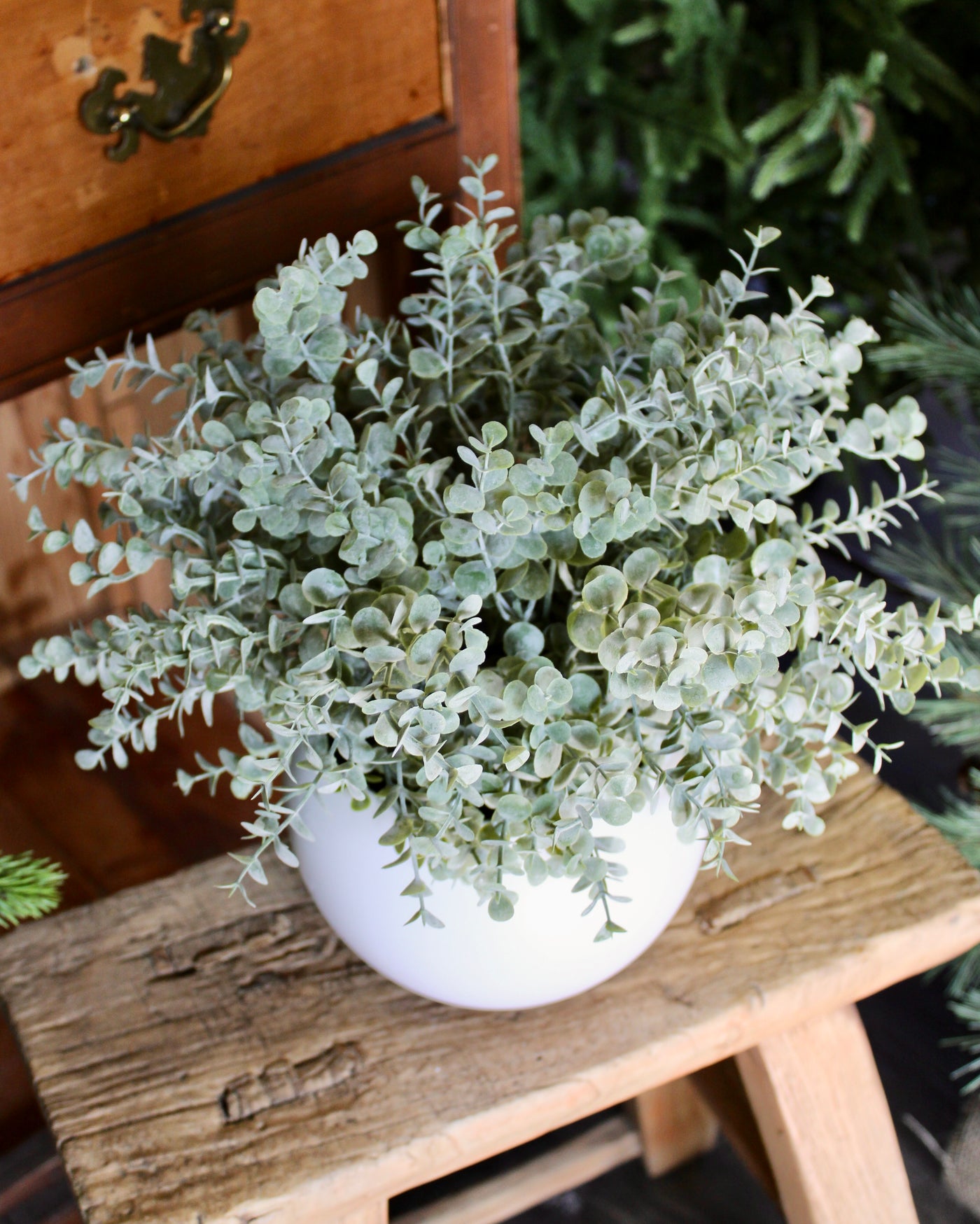 Potted Grey Green Eucalyptus Bush