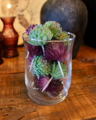 Assorted Mini Succulents