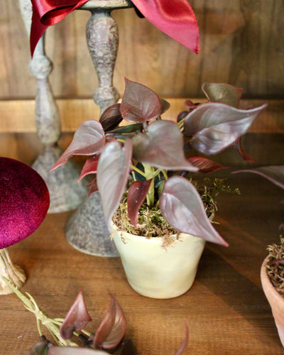 Mini Burgundy Philo Sprig