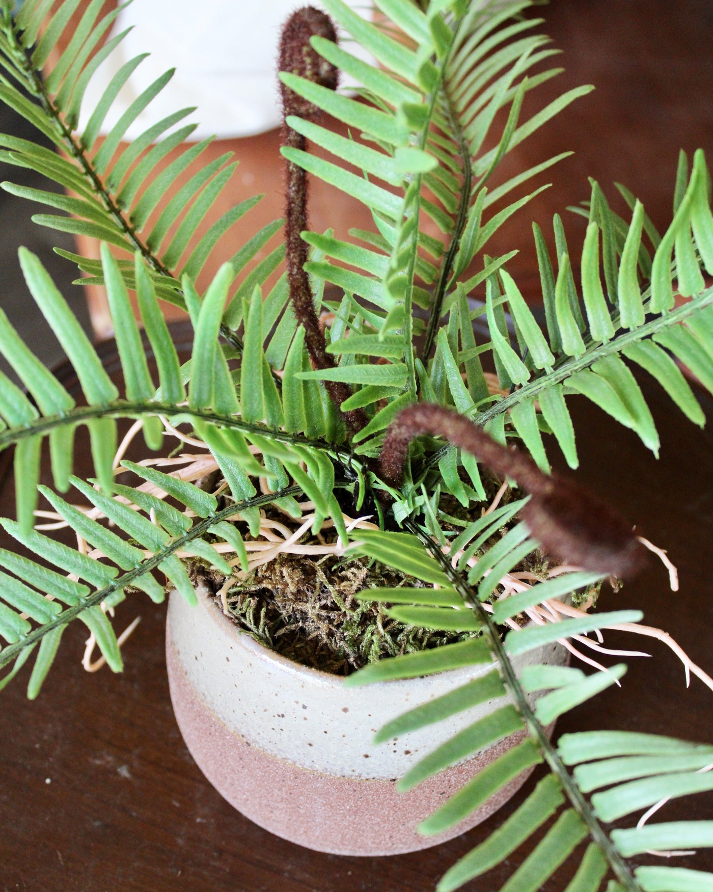 Potted Ostrich Fern