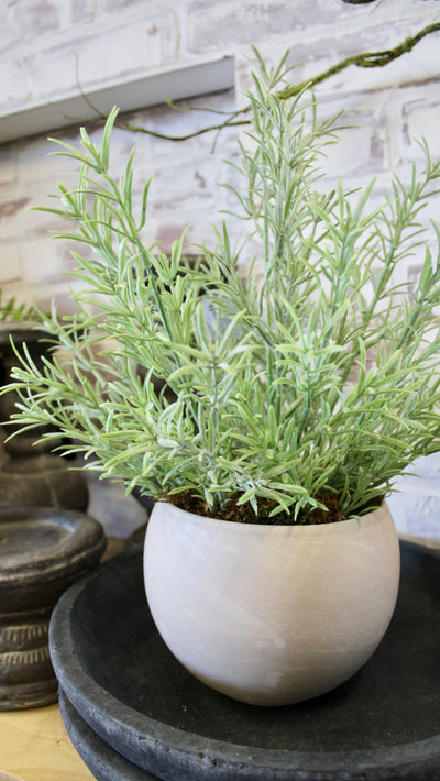 Potted Rosemary Herb