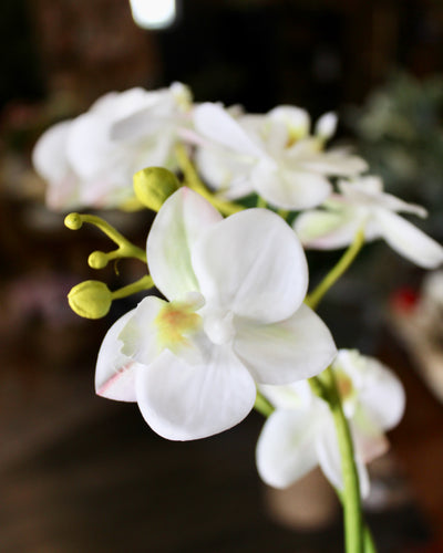 Small White Phalaenopsis Orchid Stem