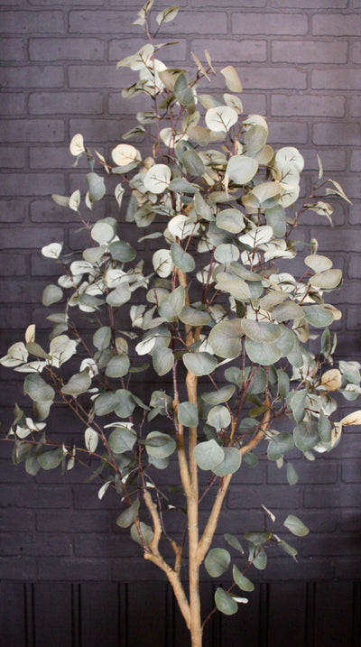 Eucalyptus Tree