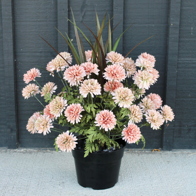 Peach & Green Mum “Drop-In”