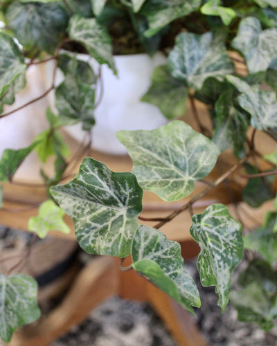 Potted Frosted Green Ivy Bushes