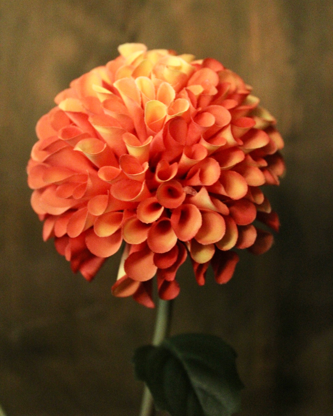 Orange Dahlia Stem