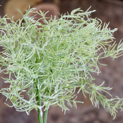 Mini Asparagus Bush
