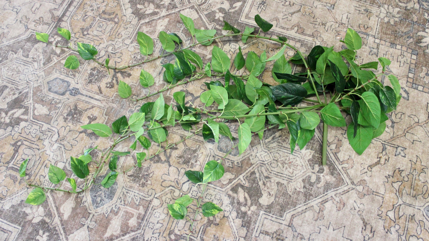 Large Pothos Hanging Bush