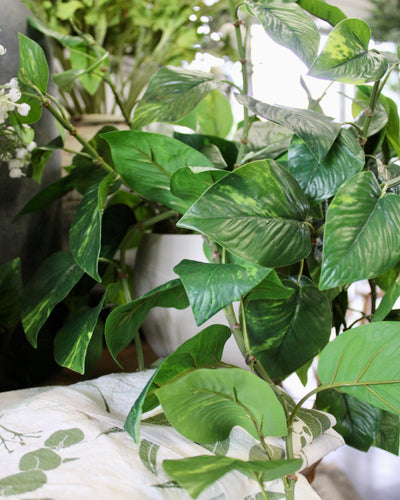 Potted Pothos Hanging Bush