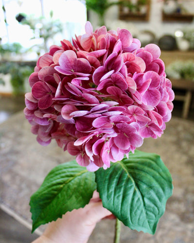 Magenta Hydrangea Stem