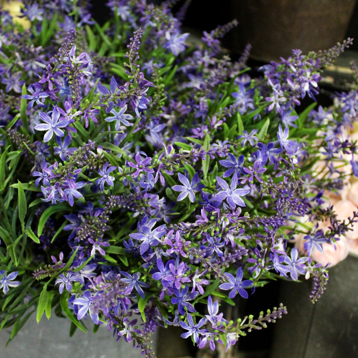 Sweet Veronica Bush Purple