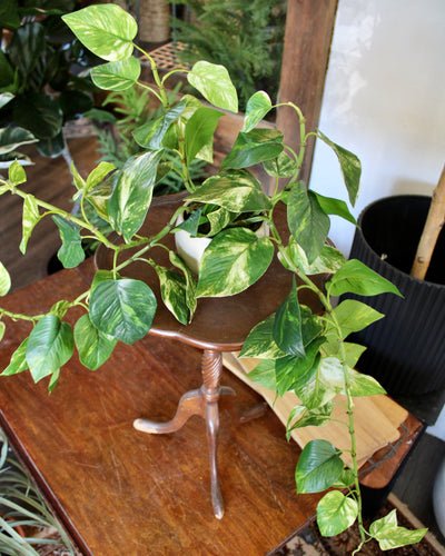 Potted Pothos Hanging Bush