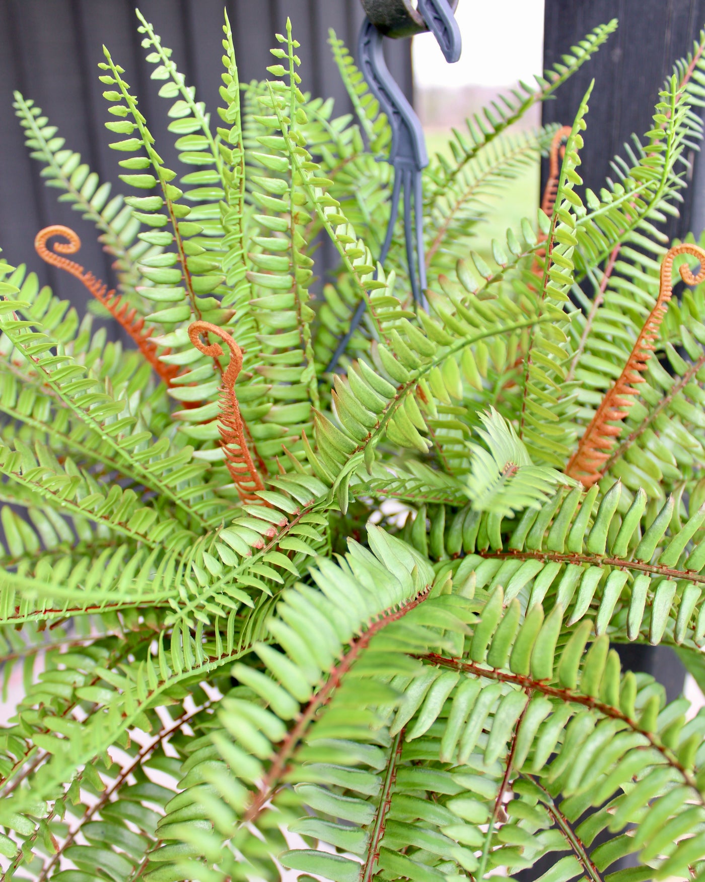 Sword Fern Hanging Basket/Drop-In