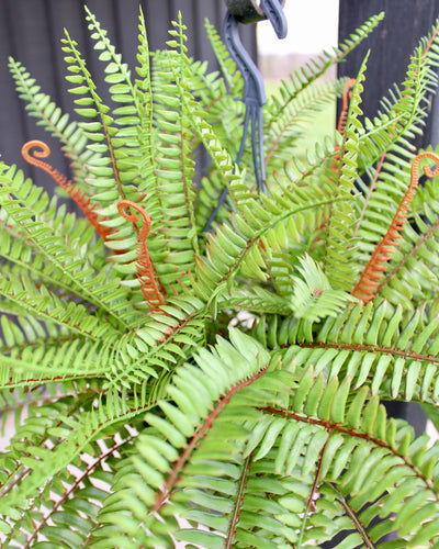 Sword Fern Hanging Basket/Drop-In