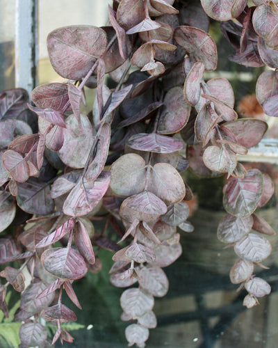 Burgundy Eucalyptus Wreath