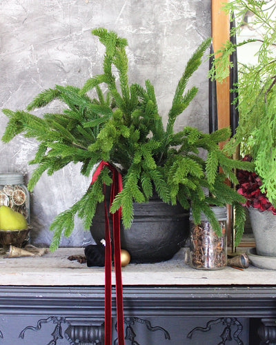 24” Fresh Touch Spruce Spray