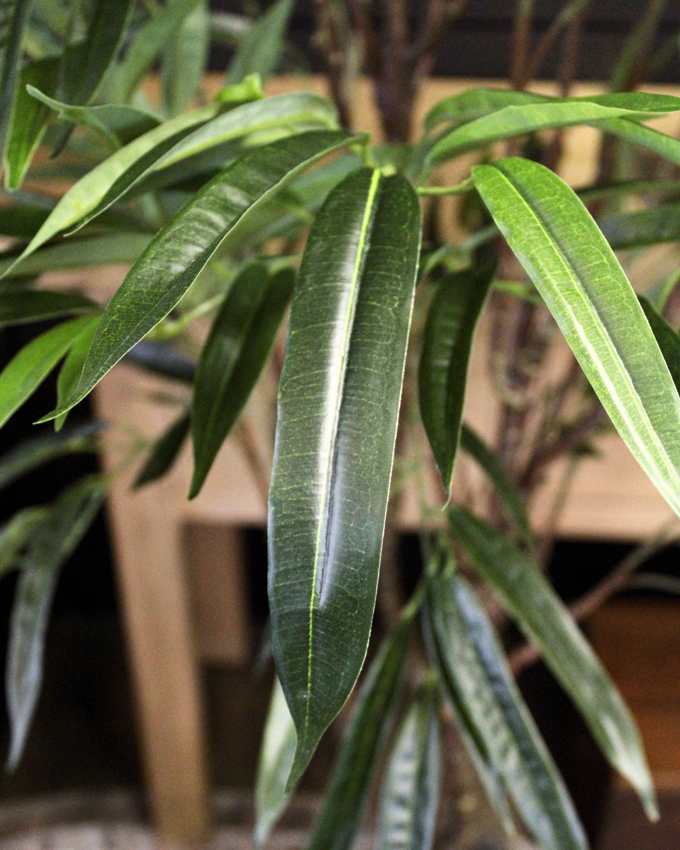 Ficus Tree Long 5.5’ Long Leaf Ficus Tree – Fauxliage