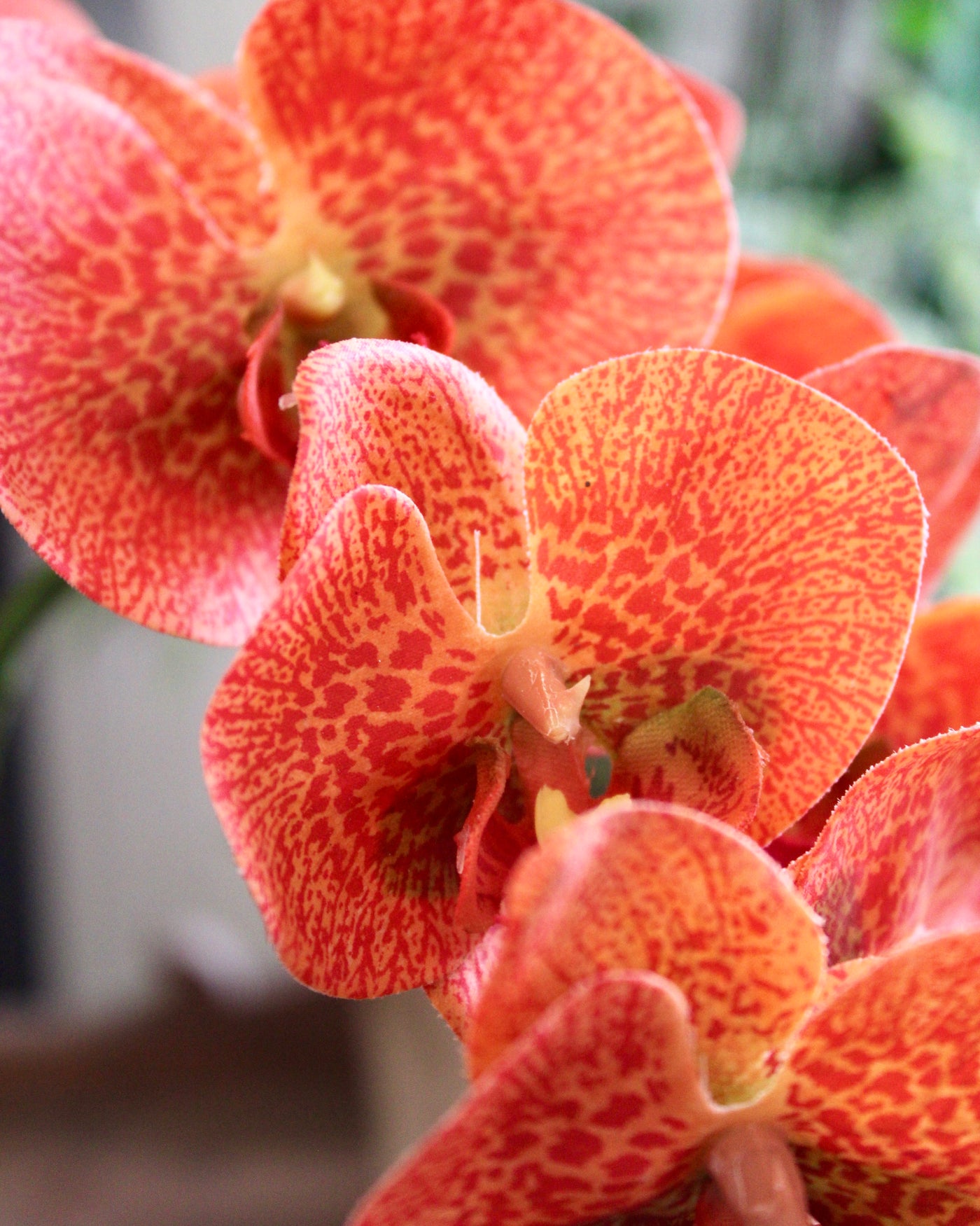 Orange Phalaenopsis Orchid